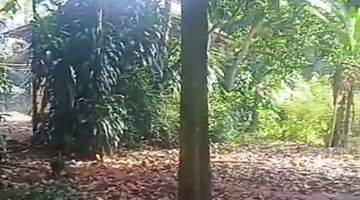 Gambar 3 Dijual tanah kebon nempel jalan desa sudah padat penduduk