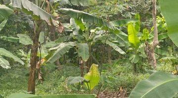 Gambar 5 Tanah Jalan Utama Mancak Serang Depan Mangku Farm