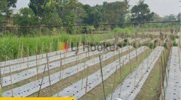 Gambar 1 Tanah Medari Kawasan Industri 