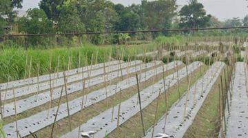 Gambar 2 Tanah Medari Kawasan Industri 