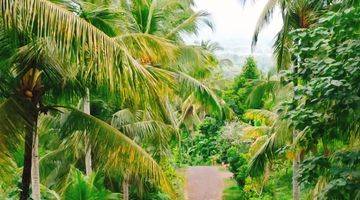 Gambar 3 For Sale Land In Jembrana Bali