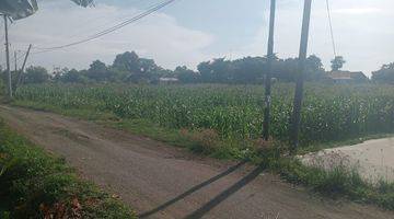 Gambar 4 Dijual 7520 m2 Tanah Probolinggo JATIM di Jalan Salak - Desa Tegalrejo - Kec.Dringu  - Surat SHM