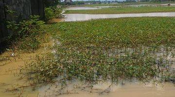 Gambar 2 Tanah sawah zona kuning pinggir jalan raya provinsi 