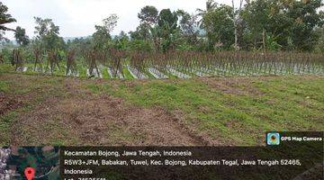 Gambar 3 Tanah Dijual, Tuwel Kec. Bojong, Kab. Tegal (Masjid Al- Muhajirin ke Selatan 500 m)