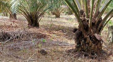 Gambar 1 Tanah dijual 4 hectar daerah sepaku di IKN