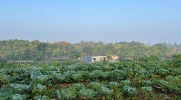 Gambar 1 Tanah Dingin Shm Puncak Bogor Megamendung 1500m