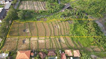 Gambar 2 For Lease Premium land, Seseh Canggu Tanah