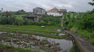 Gambar 3 Pererenan Dijual Tanah 4 Are View Sawah Siap Bangun 