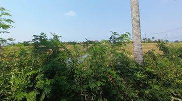 Gambar 3 Land Sale Freehold Walking Distance To The Beach In Kedungu