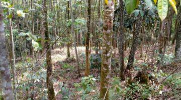 Gambar 2 9Ha TANAH UNTUK KEBUN DAN PETERNAKAN KEC.JASINGA-BOGOR