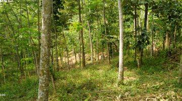 Gambar 5 9Ha TANAH UNTUK KEBUN DAN PETERNAKAN KEC.JASINGA-BOGOR