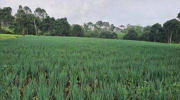 Gambar 1 Lahan Bagus Cocok Nanam Sayur Harga 100rb/m Lokasi Puncak Bogor