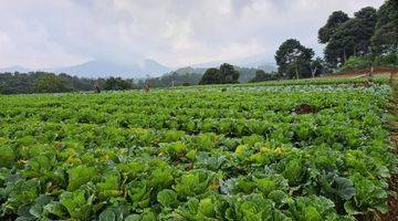 Gambar 2 Lahan Bagus Cocok Nanam Sayur Harga 100rb/m Lokasi Puncak Bogor