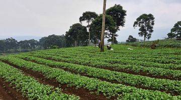 Gambar 3 Lahan Bagus Cocok Nanam Sayur Harga 100rb/m Lokasi Puncak Bogor