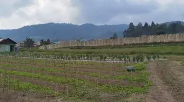 Gambar 2 TANAH TINGGI, VIEW GUNUNG DEKAT HOTEL SINABUNG BERASTAGI.