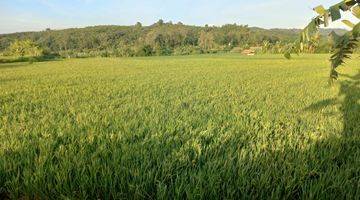 Gambar 2 Dijual Dua Sawah 3x Panen Pertahun di Purwakarta Dekat Ke Tol