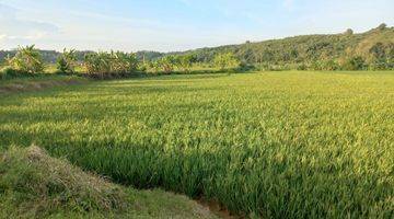 Gambar 3 Dijual Dua Sawah 3x Panen Pertahun di Purwakarta Dekat Ke Tol