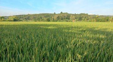 Gambar 4 Dijual Dua Sawah 3x Panen Pertahun di Purwakarta Dekat Ke Tol