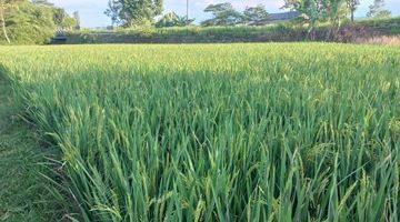 Gambar 5 Dijual Dua Sawah 3x Panen Pertahun di Purwakarta Dekat Ke Tol