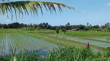 Gambar 2 Tanah Sewa View Sawah di Pejeng, Gianyar SHM 2.000 m²