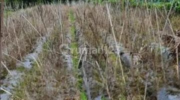 foto lainnya jual tanah kebun di kawasan