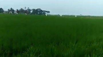 Gambar 5 Tanah Sawah di Karawang Akses Sangat Strategis