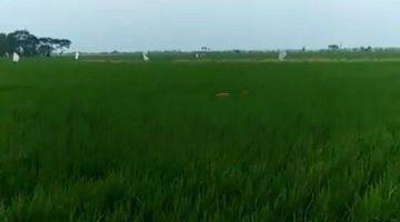 Gambar 4 Tanah Sawah di Karawang Akses Sangat Strategis