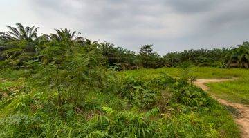 Gambar 3 Dijual Tanah Dan Kebun Sawit 55 Hectare Di Palembang Shm