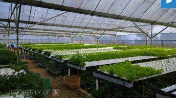 Gambar 1 Gudang dan Greenhouse Sayuran Hidroponik di Lembang SHM