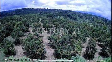 Gambar 3 Lahan Kebun Alpukat Di Sukabumi