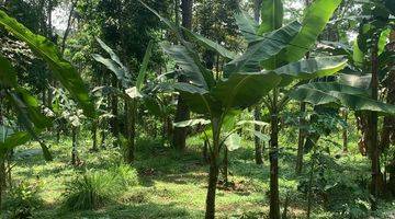 Gambar 5 Kebun Durain Murah Mangunsari Unnes Gunungpati