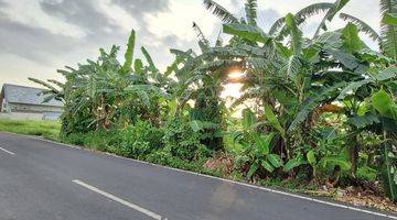 Gambar 2 Tanah Murah Di Padonan Canggu