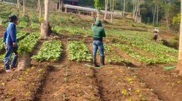 Gambar 4 DIJUAL LAHAN KEBUN PERTANIAN AKTIF ADA VILLA DI SINDANGKERTA KBB