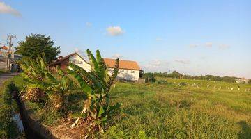 Gambar 3 Land For Sale  1600m2 1canggu Lingkungan Rumah Dan 