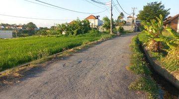 Gambar 2 Land For Sale  1600m2 1canggu Lingkungan Rumah Dan 