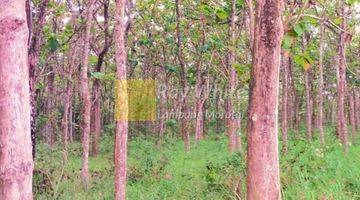 Gambar 1 Kebun Jati Natar Lampung Selatan