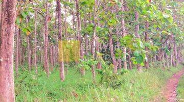 Gambar 5 Kebun Jati Natar Lampung Selatan