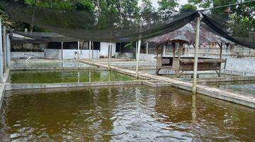 Gambar 5 Tanah Kolam ikan siap pakai