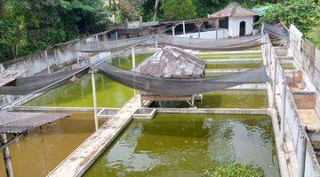 Gambar 1 Tanah Kolam ikan siap pakai