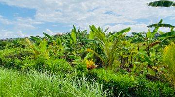 Gambar 2 Tanah Murah Shm View Sawah Di Tabanan Dekat Canggu 