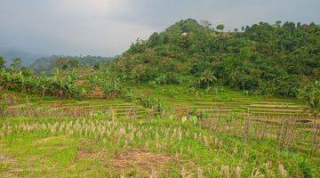 Gambar 5 DI JUAL TANAH SAWAH MURAH 