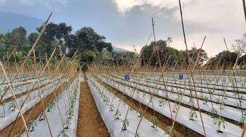 Gambar 5 DI JUAL LAHAN TANAH PRODUKTIF LOKASI SANGAT STRATEGIS VIEW LEPAS 