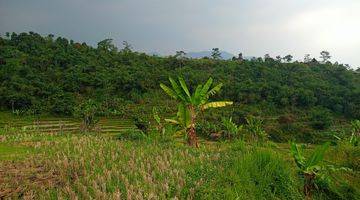 Gambar 3 DI JUAL TANAH SAWAH MURAH 