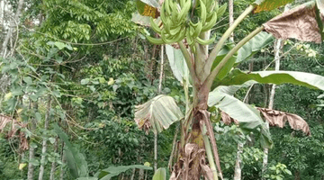 Gambar 4 Di jual cepat tanah di rangkasbitung