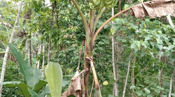 Gambar 5 Di jual cepat tanah di rangkasbitung