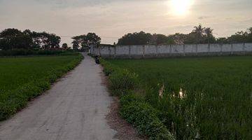 Gambar 4 TANAH SAWAH DI GUNUNG KALER TANGERANG