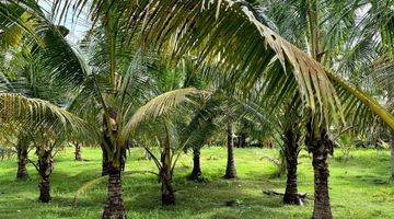 Gambar 2 Dijual Tanah Los Pantai Melaya