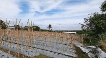 Gambar 4 Kavling Luas 16000 M2 Di Purwakarta Cocok Untuk Perkebunan T11584