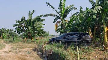 Gambar 1 Lahan Sawah Babelan, Bekasi Barat, Jawa Barat