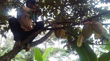 Gambar 2 Tanah Kebun Durian, Rambutan, Alpukat, Sawo Cocok Buat Perumahan Lokasi Strategis Cirawa Mekar Bandung Barat 